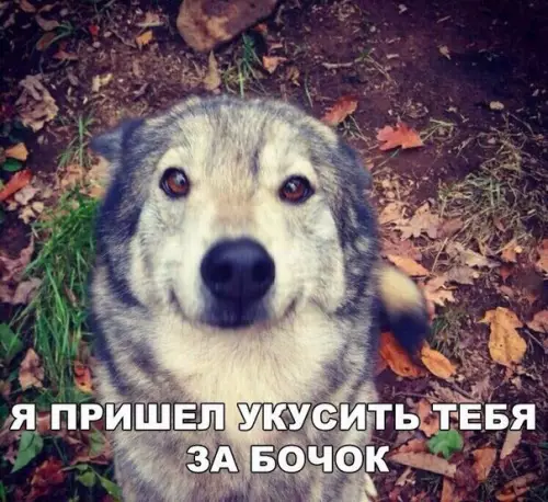 Смешная картинка №224616