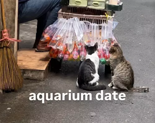 Свидание у аквариума 🐱🐟 - aquarium date