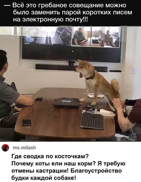 Смешная картинка №521346 Не хочешь работать, проведи совещание. (с) народная мудрость