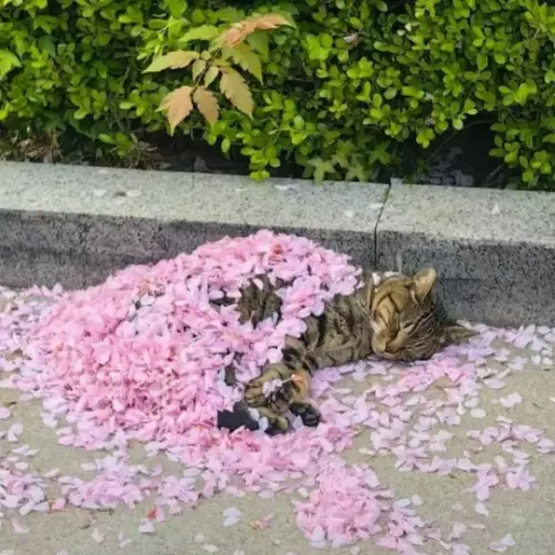 Королевский сон под розовым одеялом 🌸 - Неплохо устроился