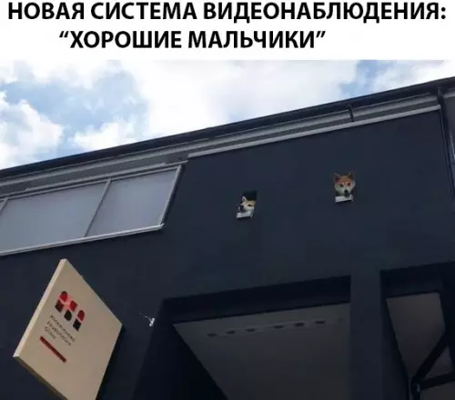 Смешная картинка №292317 собаки