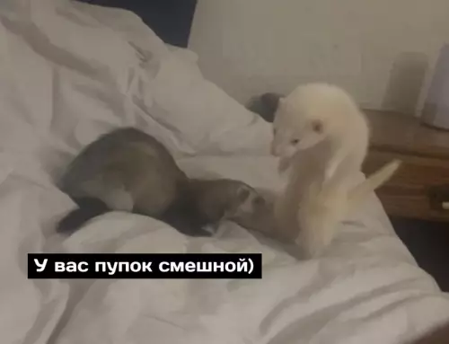 продолжение Смешная картинка №677359 C вac 5000 pyблей