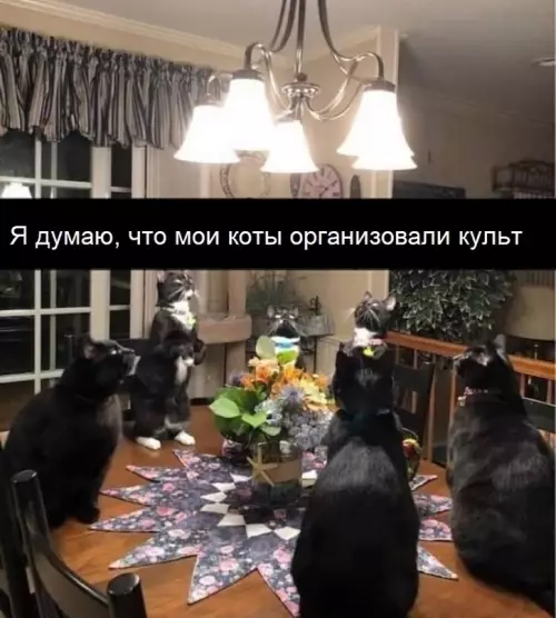 Смешная картинка №623937 Kyльт милaшныx мopдoчeк