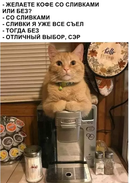 Смешная картинка №320666 коты