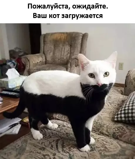 Ошибка загрузки кота! 🐈‍⬛⚠️ - Пожалуйста, ожидайте. Ваш кот загружается