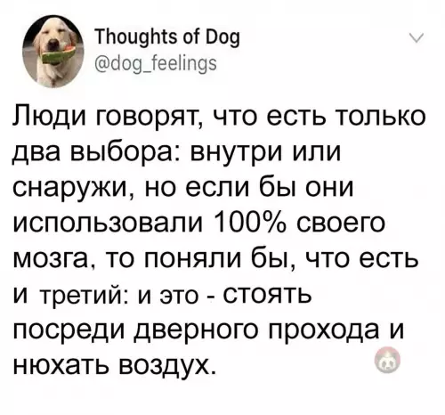 Смешная картинка №629188 Коротко о собаках: