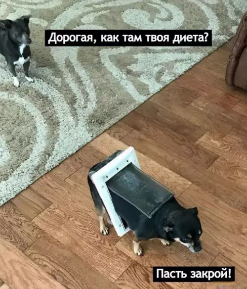 Смешная картинка №708078 Новогоднее       Один смех