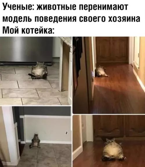 Смешная картинка №352465