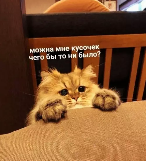 Смешная картинка №679328 Коты