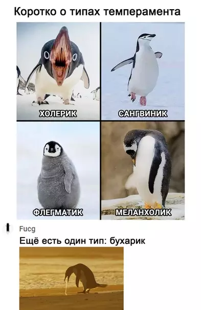 Смешная картинка №537892 Темпераменты бывают разными..