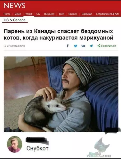 Смешная картинка №315242 кошки, наркоманы