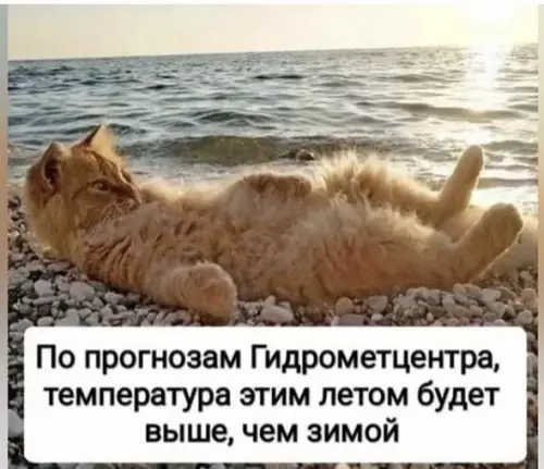 Лето наступает! Готовь лапки ☀️🐈 - По прогнозам Гидрометцентра, температура этим летом будет выше, чем зимой