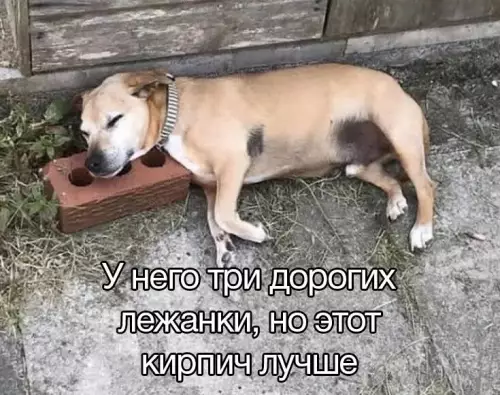 Смешная картинка №679159