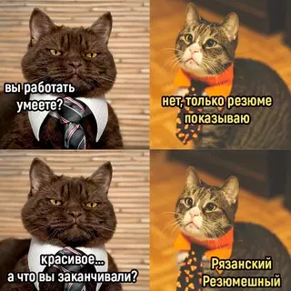 Смешная картинка №680321 Коты красивое, собеседования