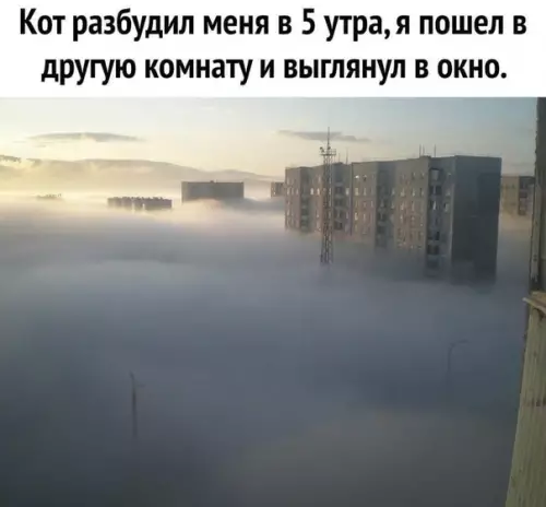 Смешная картинка №510015 Причина завести котика