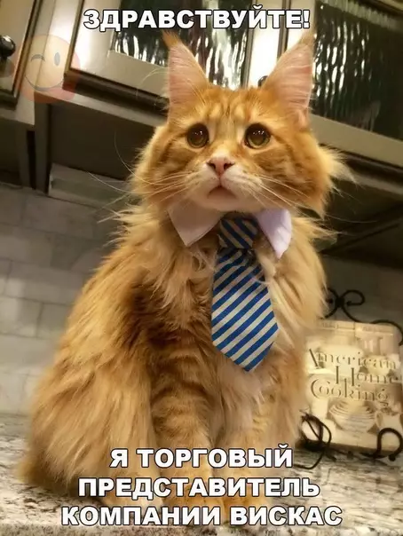 Смешная картинка №376135 коты