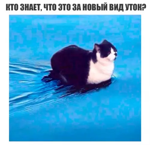 Смешная картинка №283569