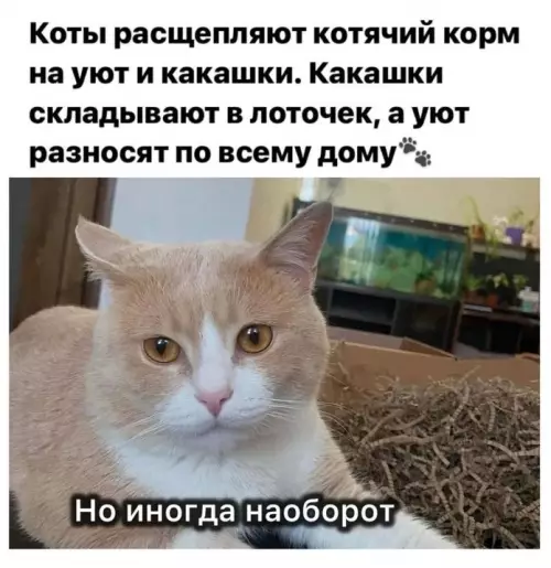 Кошачья логика: уют повсюду! 🐈🐾 - Коты расщепляют котячий корм на уют и какашки. Какашки складывают