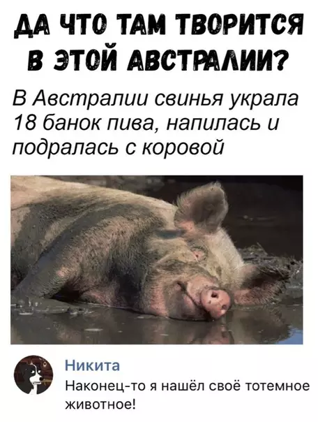 Смешная картинка №325763 животные