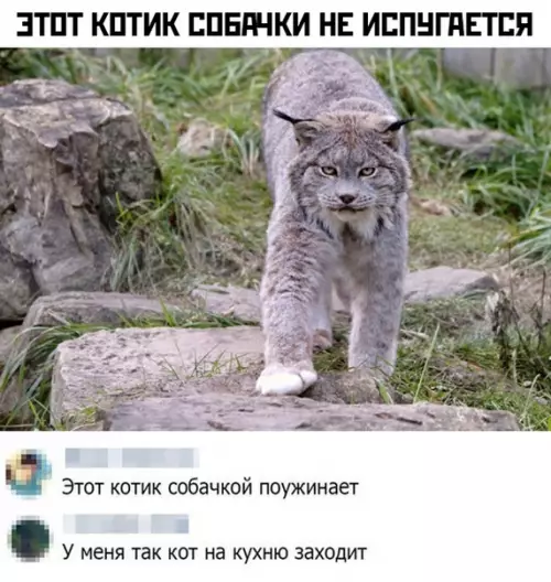 Смешная картинка №465307 коты