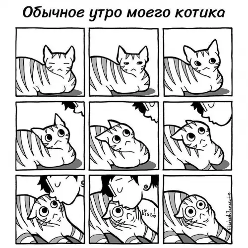 Смешная картинка №728416 Бедный котик коты