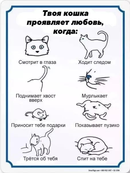 Смешная картинка №476802 Любите их в ответ