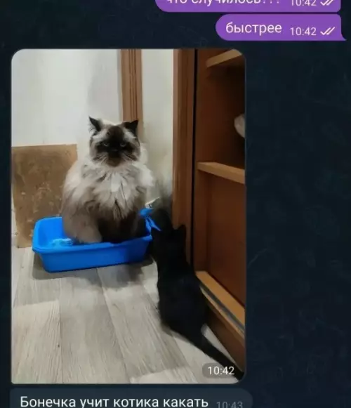 продолжение Смешная картинка №796875