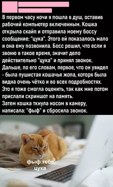 Смешная картинка №755213 Высказалась  коты
