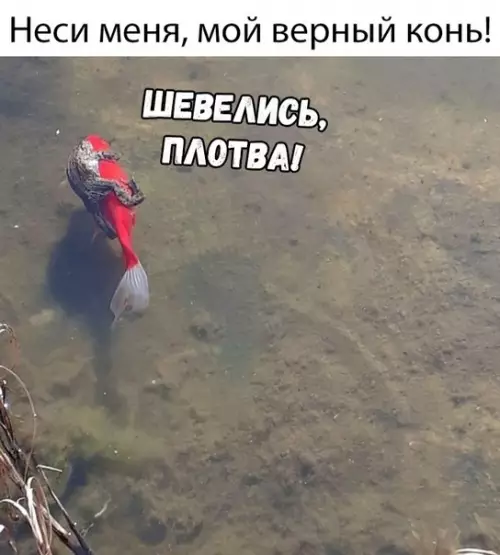 Смешная картинка №348373