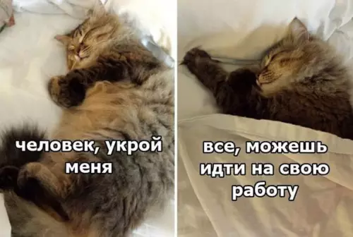 Смешная картинка №240518 коты