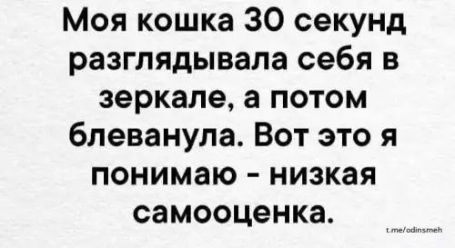 Смешная картинка №661299 приколы кошки