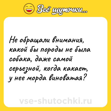 Шутка: Не обращали внимания, какой бы породы не была собака, даже самой серьезной, когда какает, у нее морда виноватая?