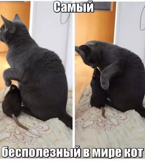 Смешная картинка №305641