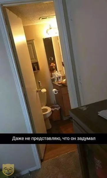 Смешная картинка №336065 #приколы #картинки #мемы ? собаки