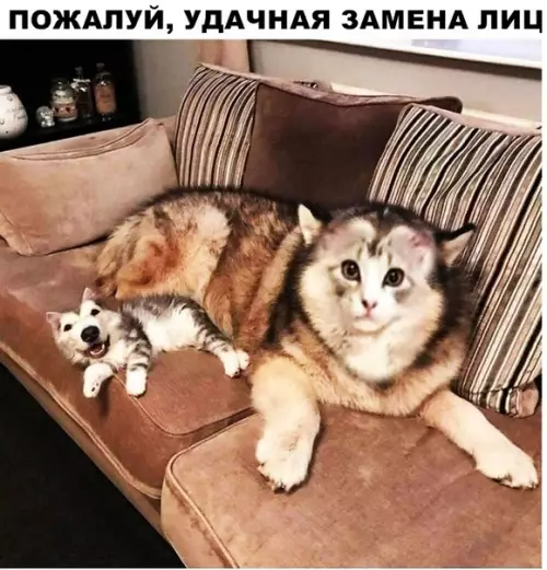 Смешная картинка №296571