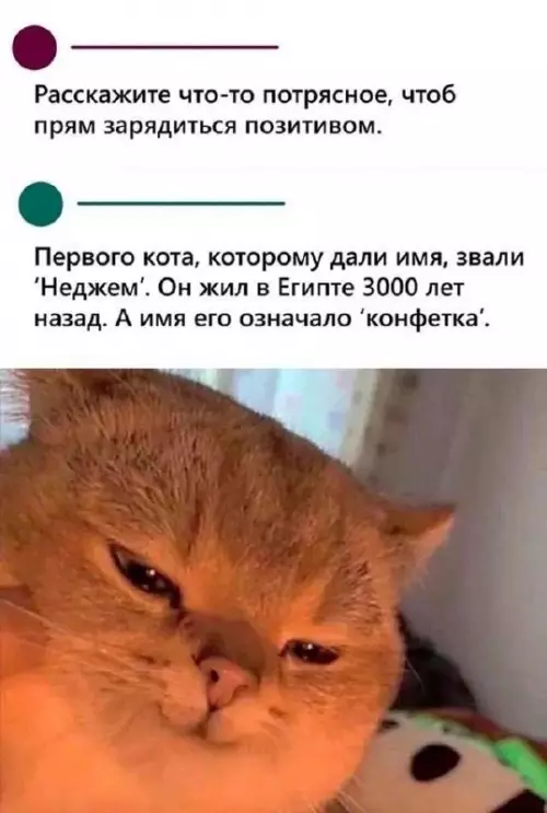 Смешная картинка №726833 коты
