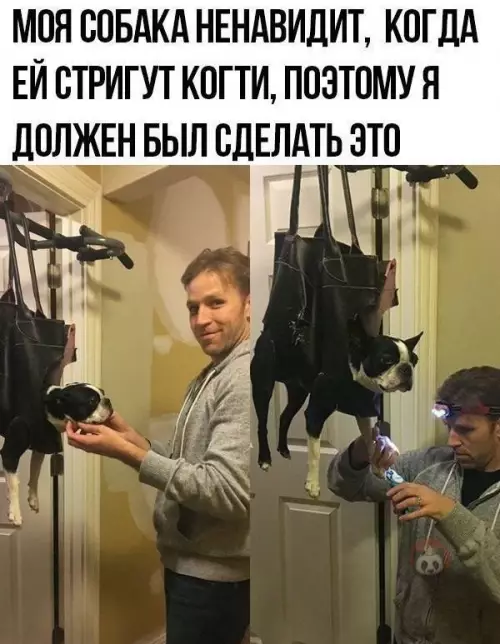 Смешная картинка №610635 Это же гениально! Надо попробовать! Собаки, лайфхаки