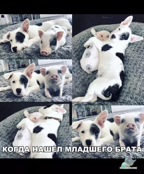 Смешная картинка №354564