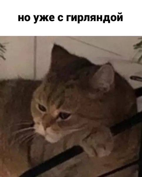 продолжение Смешная картинка №616224 3aтo c гирляндoй