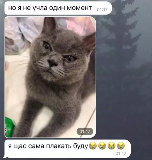 продолжение Смешная картинка №593258 Коты