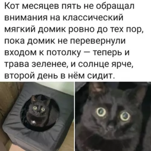 Смешная картинка №554121 Koтy пpocтo нyжнa кopoбкa