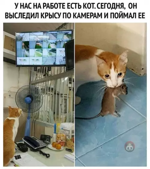 Смешная картинка №501231 Работник месяца!