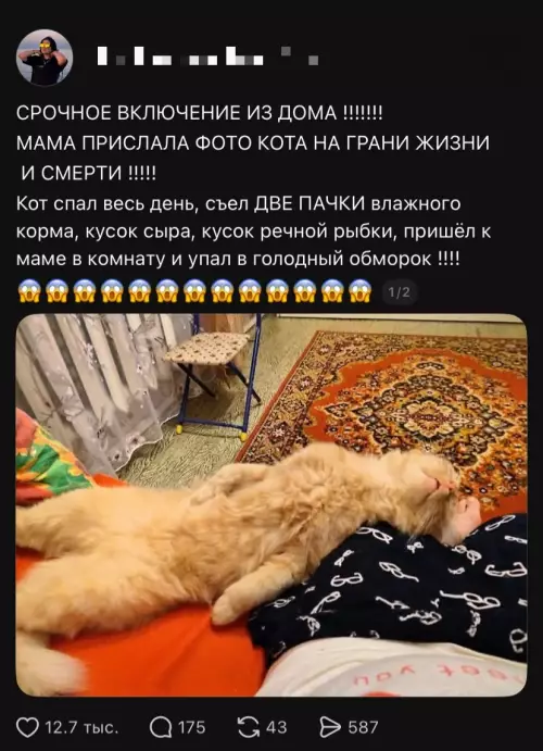 Кот на грани жизни и смерти! 🙀🆘 - СРОЧНОЕ ВКЛЮЧЕНИЕ ИЗ ДОМА !!!!!! МАМА ПРИСЛАЛА ФОТО КОТА НА