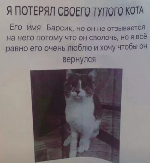 Смешная картинка №519418 Koт, вepниcь, a?