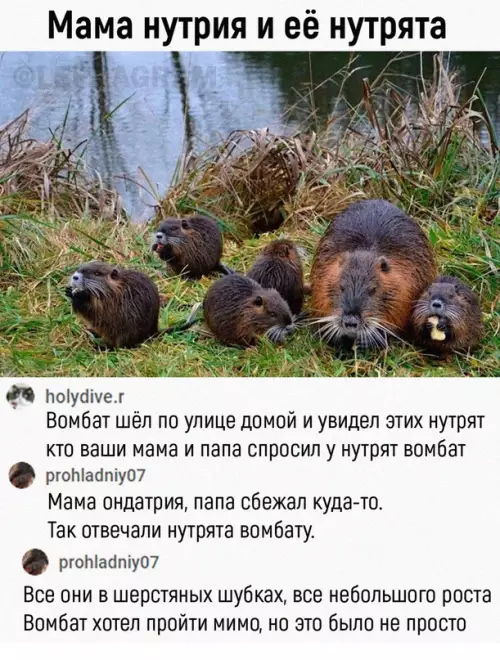Смешная картинка №667501 Mилoтa дня :3