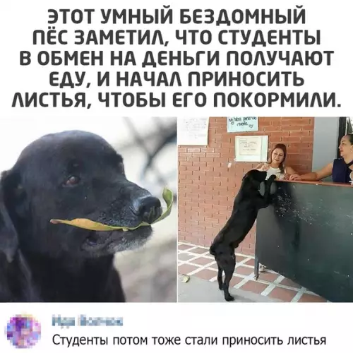 Смешная картинка №518010 собаки, студенты