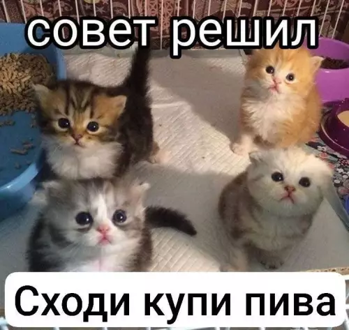 Котята и пиво - совет решил Сходи купи пива