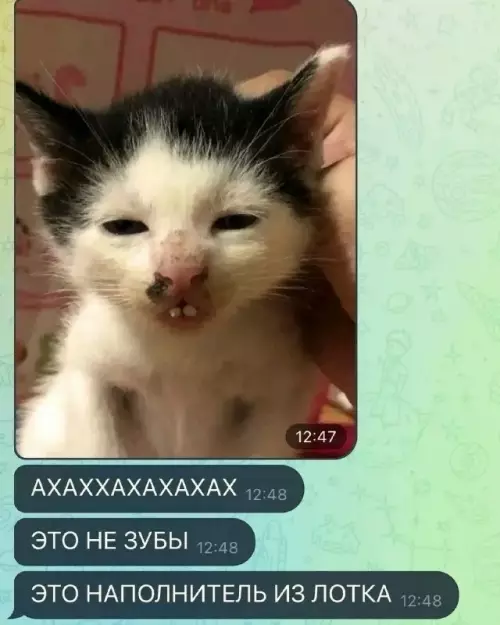 продолжение Смешная картинка №801608