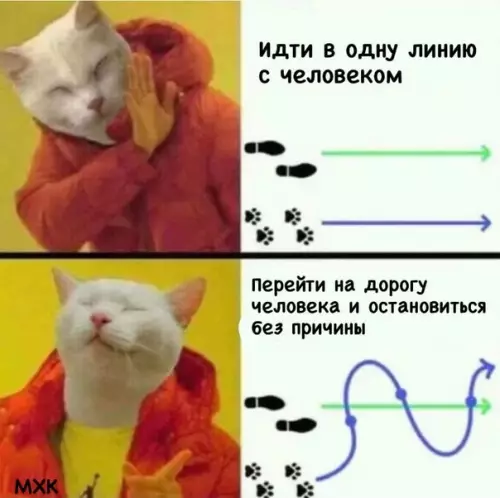 Смешная картинка №581412 Типичные коты
