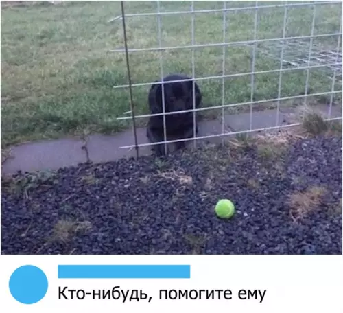 Смешная картинка №314400 собаки
